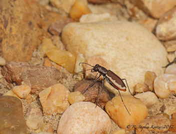 Cicindela marginipennis